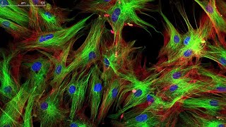 Learn About Fluorescence Microscopy  A Closer Look 4 Minutes [upl. by Drolet]