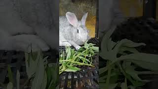 ASMR MUKBANG Green Leafy Vegetables [upl. by Ahsein]