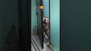 Wuba Ki Masti🥰 doglovers funny comedy shortsfeed dog short fun emotional [upl. by Tailor933]