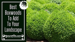 Best Boxwoods to Add to Your Landscape  NatureHillscom [upl. by Agnew]