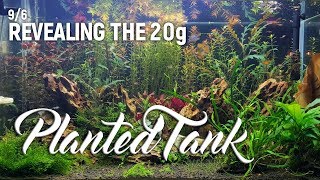 20g Planted Tank Timelapse [upl. by Stew]