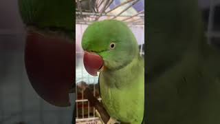 How a Beautiful parrot 🦜🦜😍new talkingparrotscareandroutine shortsviral beautifulparrot [upl. by Llerref570]