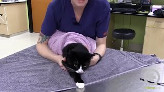 The Purrito Method Feline Towel Restraint [upl. by Asseneg]