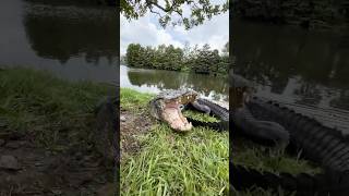 Alligator Rescue From Florida Lagoon alligator shorts alligators [upl. by Epilihp237]