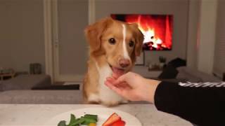 ASMR Dog  Snacc with Moxie the toller  Nova Scotia Duck Tolling Retriever [upl. by Hamon633]