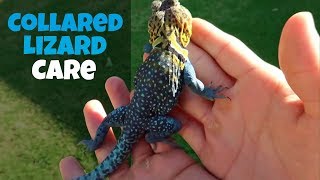 Collared Lizard Care [upl. by Templer756]