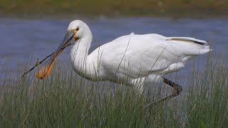 Slimbridge Spoonbill 4K [upl. by Guild]