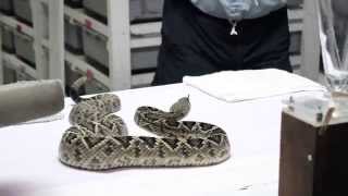 Venom Extraction Eastern Diamondback Rattlesnake [upl. by Nerot377]