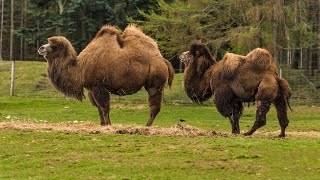 Unbelievable Facts about the TwoHumped Bactrian Camel You Wont Believe [upl. by Atiuqes284]