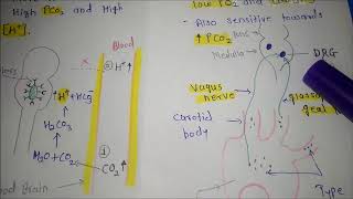 Chemical control of respiration [upl. by Esmeralda7]