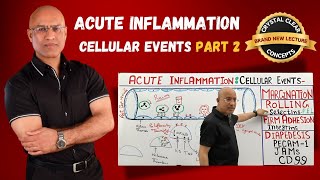 Acute Inflammation Cellular Events  Rolling  Selectins  Immunology  Part 2 [upl. by Eardnaed]