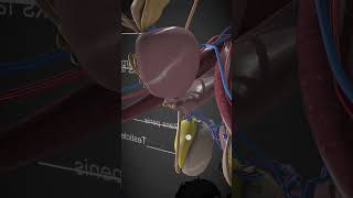 Diagram of Male reproductive system in 3D animation education Science of Zoology  viral [upl. by Wind581]