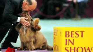 10yearold Sussex Spaniel Wins Westminster Sh [upl. by Nadnerb]