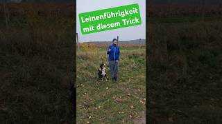 Leinenführigkeit bei deinem Hund ohne Stress 💥🐶 Stopp Leine ziehen hundetraining [upl. by Ankney]