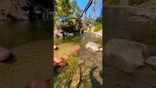 Fishing in Montana 🎣 fishing 406 troutfishing [upl. by Anabal]