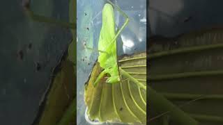 Hexacentrus Unicolor predatory katydid eating other insects red runner roach Singapore [upl. by Harriette131]