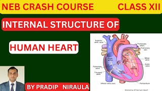 INTERNAL STRUCTURE OF HUMAN HEART II CLASS 12 II ZOOLOGY II NEB II CEE II PRADIP NIRAULA [upl. by Ecallaw]