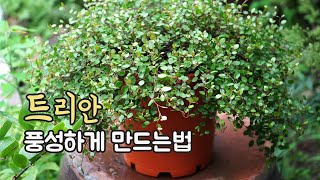 트리안 키우기 가지치기 방법 ♥ 풍성하게 키우는 노하우 Maidenhair vine Muehlenbeckia complexa Pruning ワイヤープランツの剪定 [upl. by Thayne]