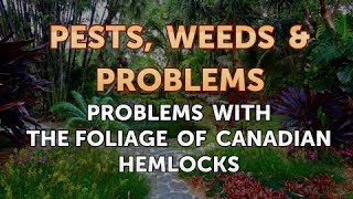 Problems With the Foliage of Canadian Hemlocks [upl. by Aiuqet]