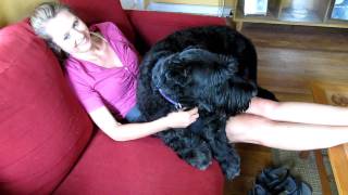 Baron The Giant Schnauzer is a Big Baby [upl. by Millie]