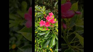 My old balcony garden shorts youtubeshorts bangalore balcony garden flowers plants nature [upl. by Tiffi]