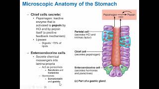 AampP 2 Dallas College Eastfield  Digestion System Mouth to Stomach [upl. by Itsur715]