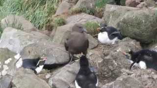 Brown skua steals Rockhopper penguin egg [upl. by Newhall]