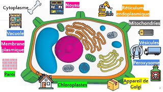 La cellule végétale [upl. by Lind]