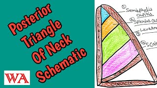 Posterior Triangle of Neck  Sachematic diagram World of Anatomy [upl. by Favrot]