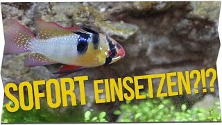 FISCHE SOFORT EINSETZEN  Die Einfahrzeit erklärt  GarnelenTv [upl. by Jarnagin415]