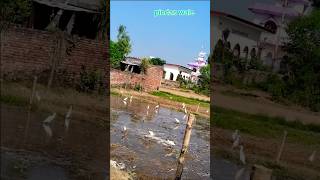 Pind song by kulbir jhinjerpunjabi kulbirjhinjer pind viralpandupindawale ytshorts shorts [upl. by Trebornhoj]