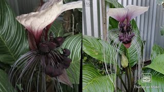 Bat Plant Tacca ChantrieriCare Tips MultipleGarden [upl. by Yuh]