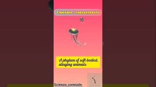 30Coelenterata cnidaria biology hydra jellyfish upsc neet ssc bpsc uppcs cnidaria cuet [upl. by Nisbet]