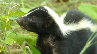 Top 40 Skunk Facts About This Misunderstood Critter You might not know [upl. by Otrebla]