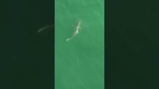 See the 2 shiny fish rub on this Blacktip Sharks rough skin to remove their parasites [upl. by Rogerio]