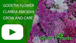 Godetia flower  grow and care Clarkia amoena [upl. by Lehpar]