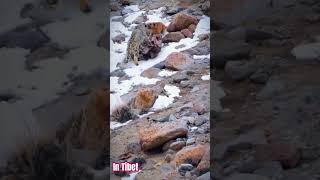 🇨🇵Dog vs Tiger figth kethoking animals africa fighting speed how [upl. by Kruse]