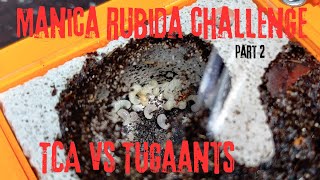 Manica Rubida Challenge Part 2 TCA vs TugaAnts 4K [upl. by Patin]