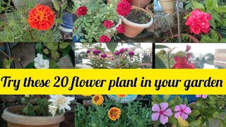 Try These 20 Flower Plant In Your Garden🌻🌸🌺🌷🌹 [upl. by Courcy]