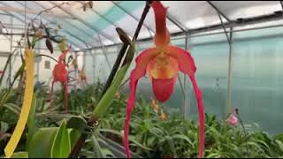 Comparing 2 different Phragmipedium Bouley Bays [upl. by Aniala]