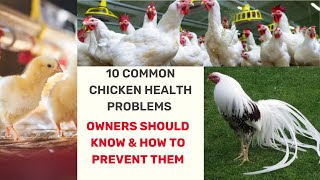 10 Common Chicken Health Problems Every Owner Should Know amp How to Prevent Them chicken [upl. by Susie]