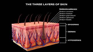 LEC 1 course introduction  The Structure amp Functions of the Skin شرح بالعربي [upl. by Czarra]