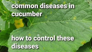 common diseases in cucumber and remedies for it [upl. by Nairdad]