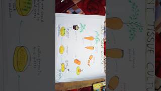 Plant tissue culture diagram  carrot plant tissue culture plants study [upl. by Wilkie322]