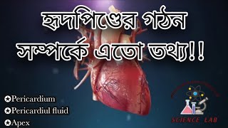 হৃদপিণ্ডের গঠন সম্পর্কে এতো তথ্য 🤔‎Sciencelab0 [upl. by Drahsir]