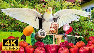 4K Happy Cockatiel singing in Apple Garden  Calopsita feliz cantando  غناء كوكاتيل سعيد [upl. by Candless]