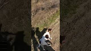 Only a GSP owner would understand this video pointer gsp birddog gundog huntingdog hunting [upl. by Sirama]