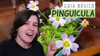 PINGUICULA  GUIA BÁSICO  PLANTA CARNÍVORA [upl. by Dylane]