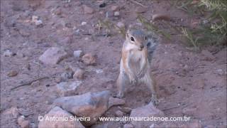 Whitetailed Antelope Squirrel Ammospermophilus leucurus RedRock LVegas 19 6 2016 Antonio Silveira [upl. by Immanuel]