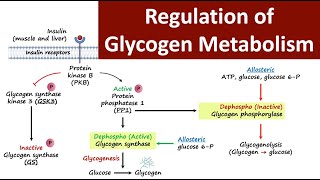 Regulation of Glycogen Metabolism  Glycogen Metabolism  Carbohydrate Metabolism  Biochemistry [upl. by Ilehs]